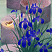 Tatsuya Ishiodori Gallery